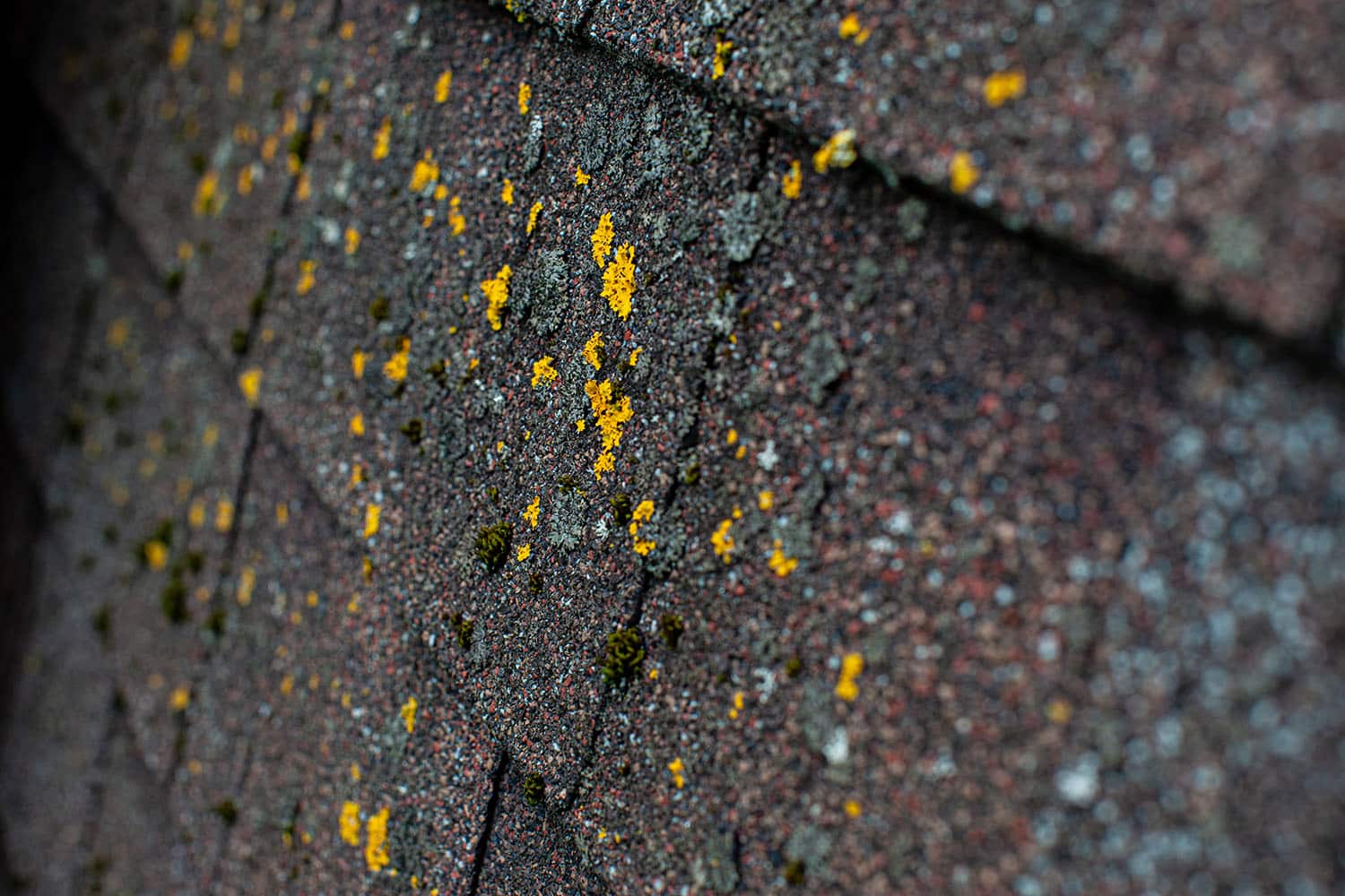 Roof tiles grey with green and yellow moss close up texture perspective view