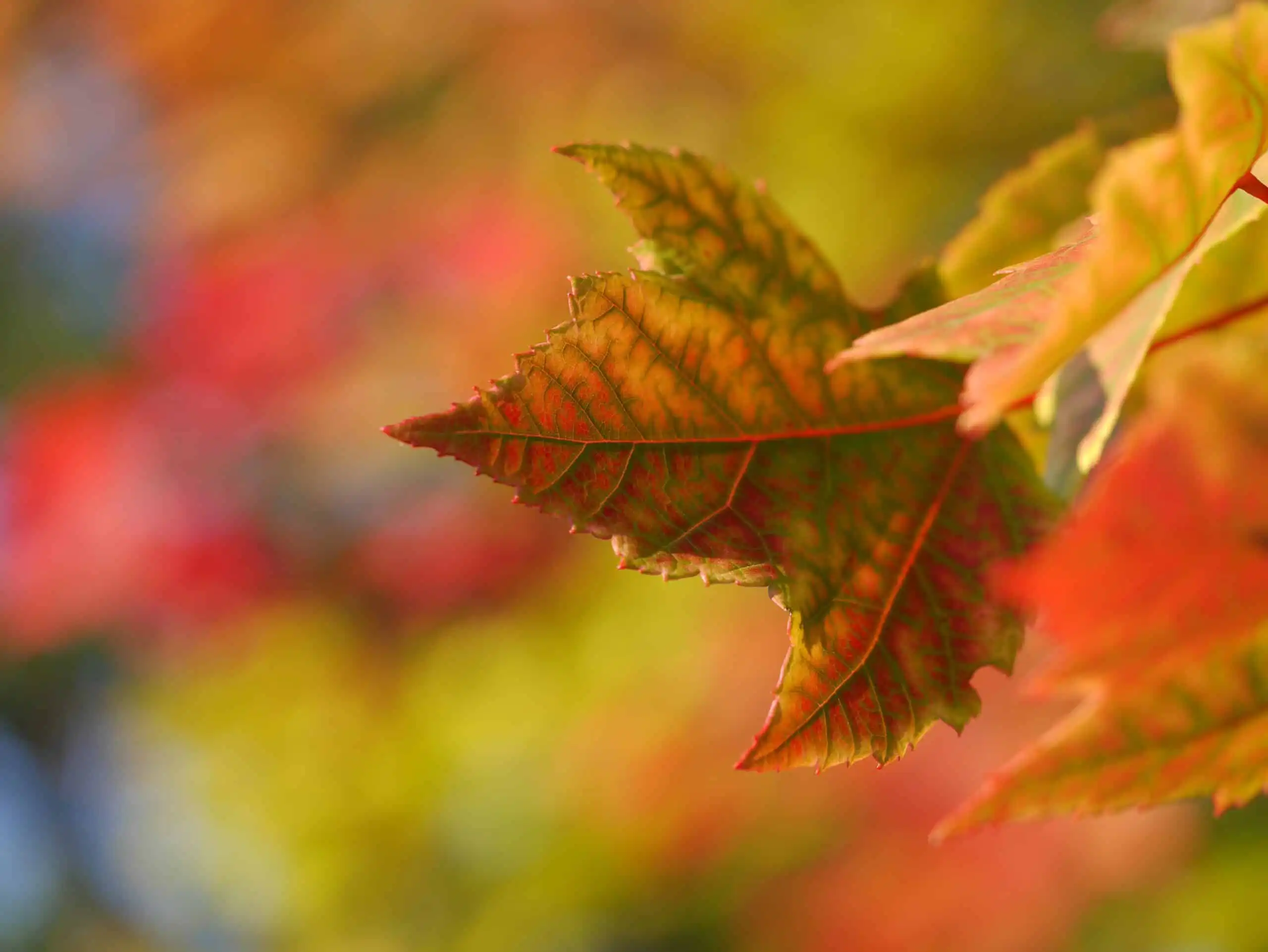 Featured Blog