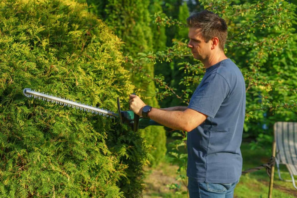 Man Cutting Hedge with a Trimmer in the Garden